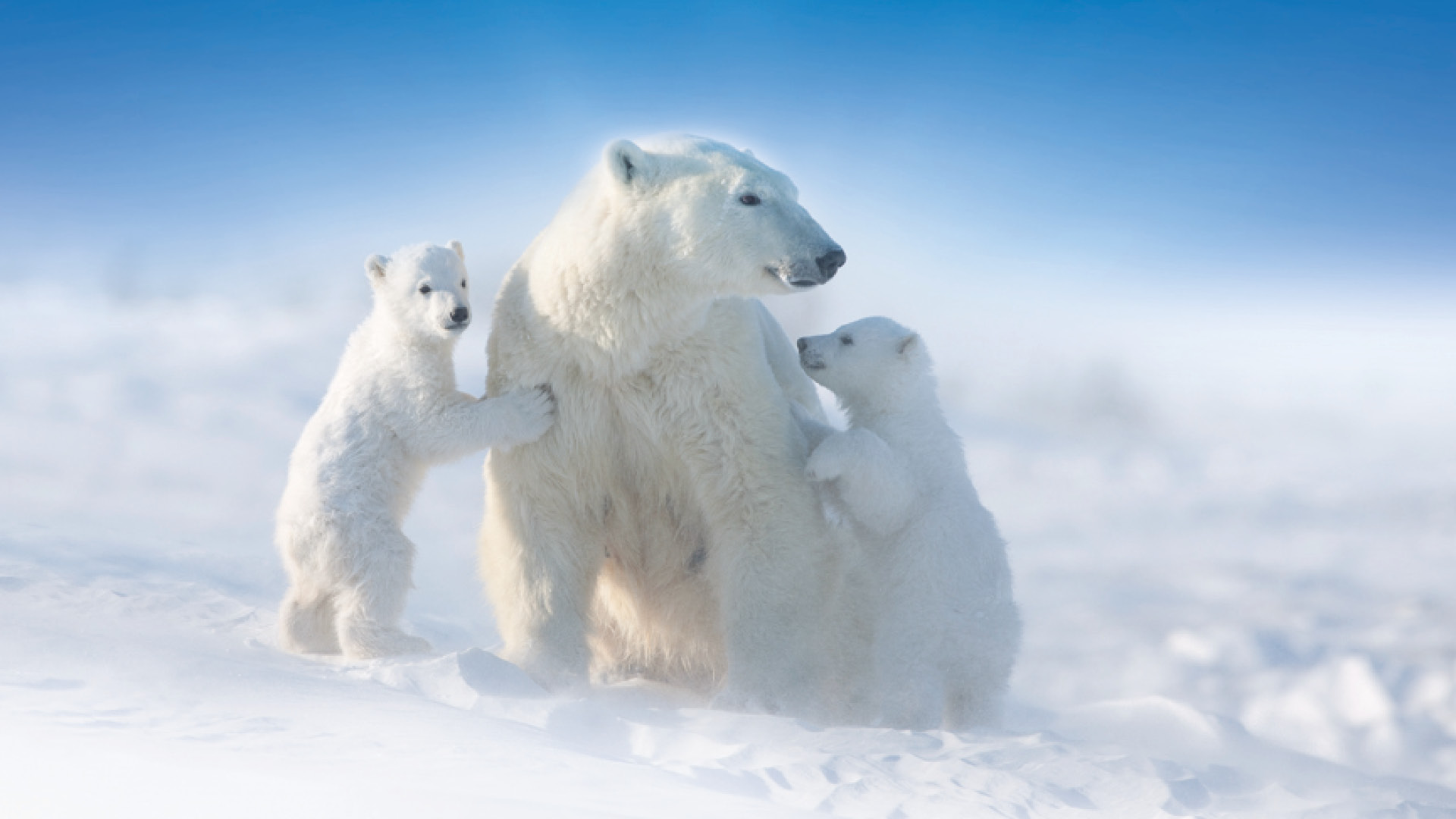 isbjørnemoder med 2 unger i sneen