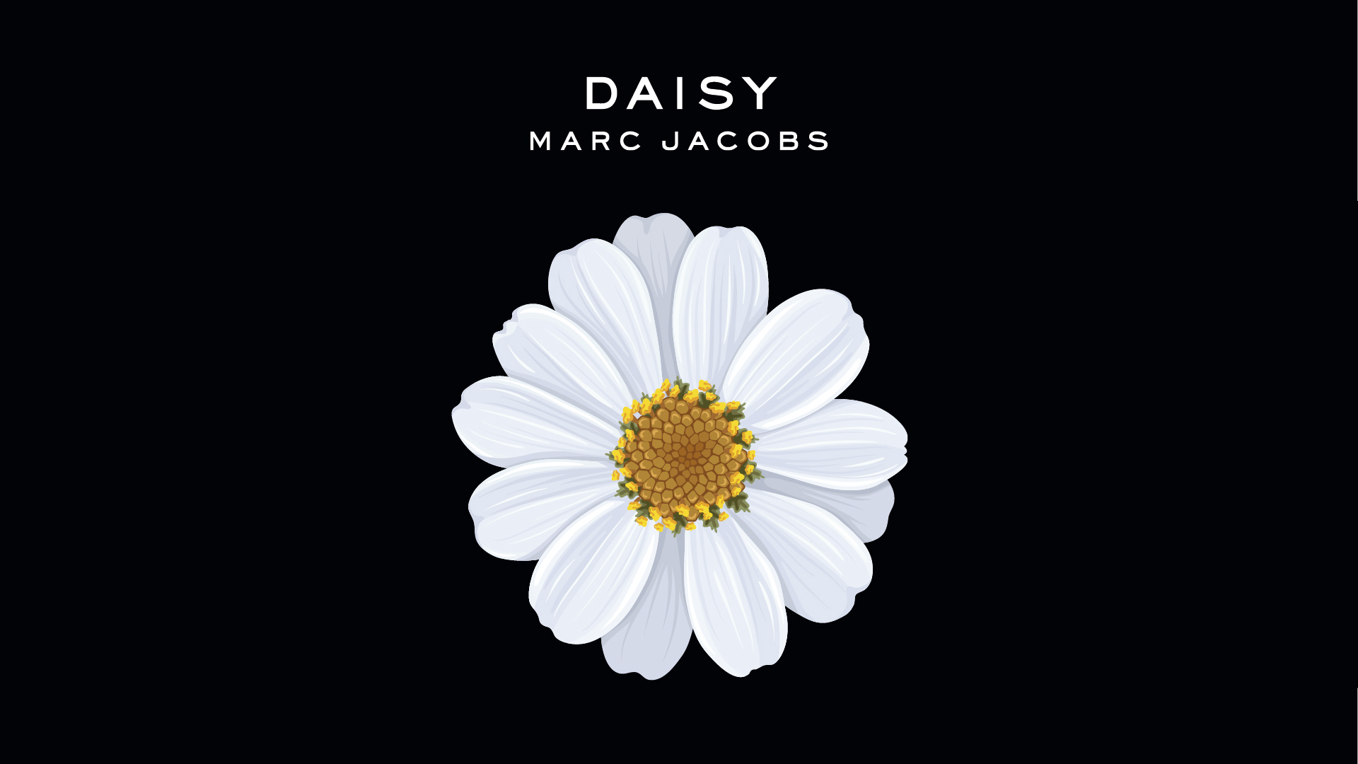Marc Jacobs' hvide Daisy-blomst på en sort baggrund,
